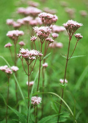 �T���q���h��