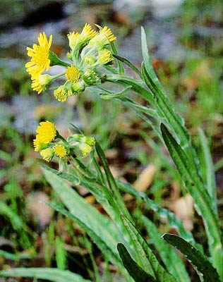 �T���I�O���}