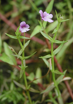 �T���g�E�K���V