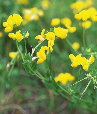 �Z�C���E�~���R�O�T