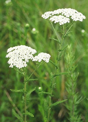 �Z�C���E�m�R�M���\�E