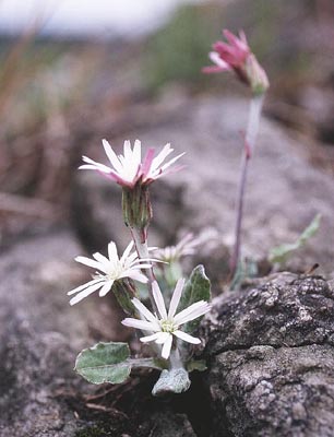 �Z���{������