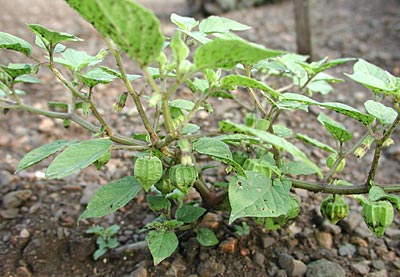 �Z���i���z�I�Y�L