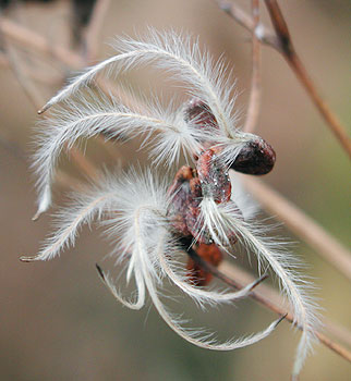 �Z���j���\�E