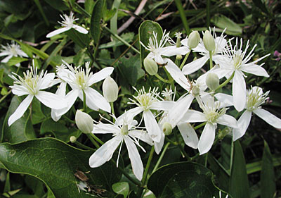 �Z���j���\�E