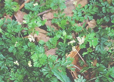 �Z���g�E�\�E