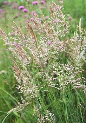 �V���Q�K��