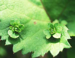 �V�����}�M�N