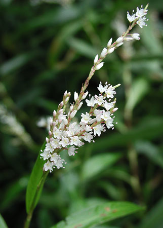 �V���o�i�T�N���^�f