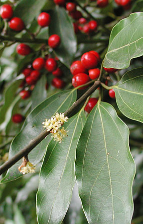 �V���_��