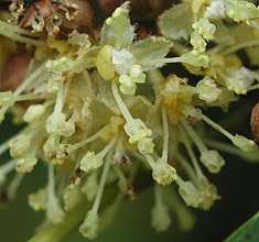 �V���_��