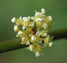 �V���_��