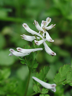 �V�����u�P�}��