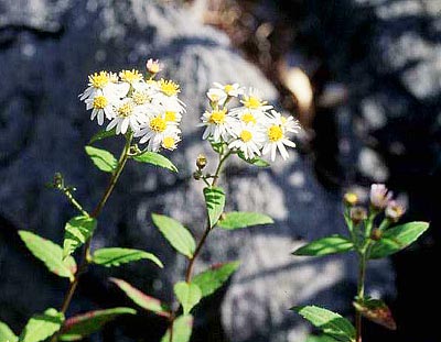 �V�������i