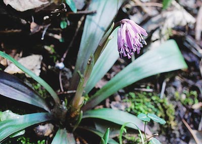 �V���E�W���E�o�J�}