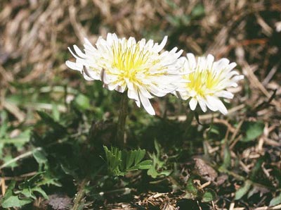 �V���o�i�^���|�|