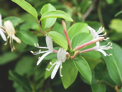 �X�C�J�Y��