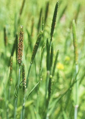 �X�Y���m�e�b�|�E