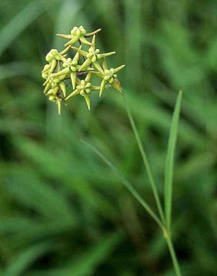 �X�Y�T�C�R