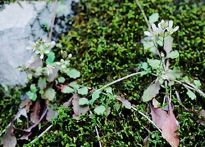 �X�Y�V���\�E