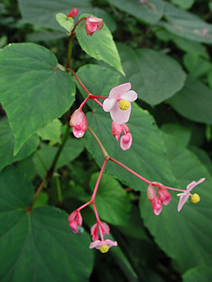 �V���E�J�C�h�E