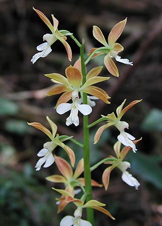 �^�J�l�G�r�l