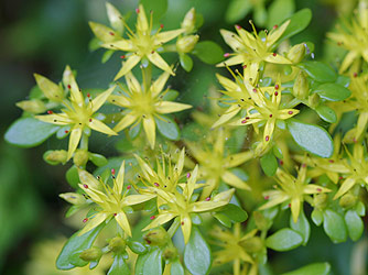 �^�J�l�}���l���O�T