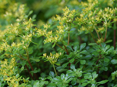 �^�J�l�}���l���O�T