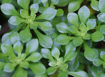 �^�J�l�}���l���O�T