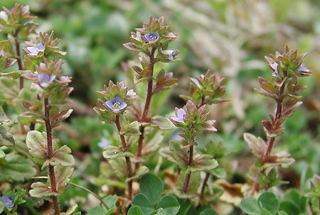 �^�`�C�k�m�t�O��