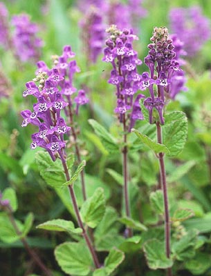 �^�c�i�~�\�E