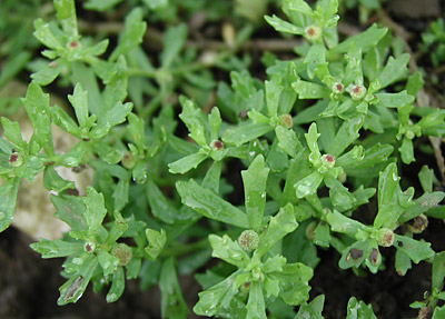 �g�L���\�E