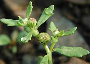 �g�L���\�E