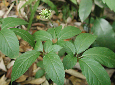 �g�`�o�j���W��