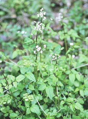 �c���J�m�R�\�E