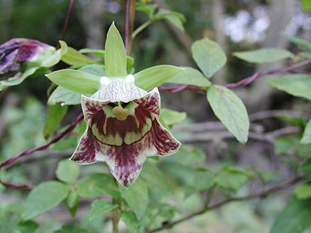 �c���j���W��