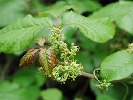 �c�^�E���V