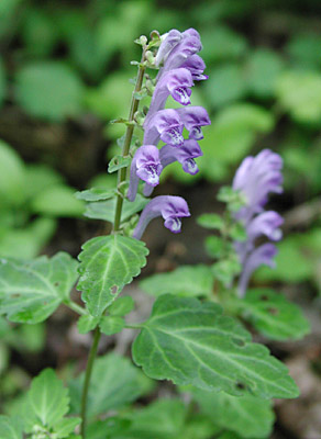 �c�N�V�^�c�i�~�\�E