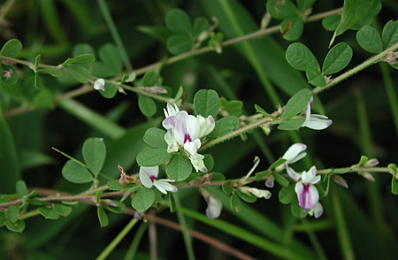 �c�����h�n�M