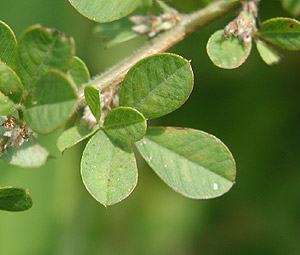 �c�����h�n�M