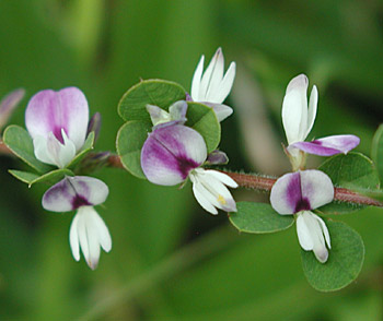 �c�����h�n�M