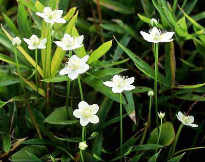 �E���o�`�\�E