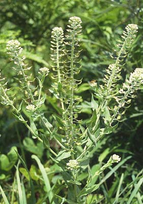 �E���R�i�Y�i