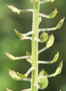 �E���R�i�Y�i