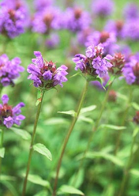 �E�c�{�O�T