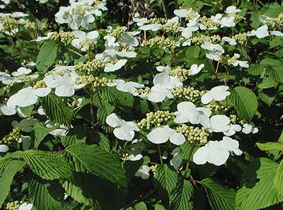 ���u�f�}��