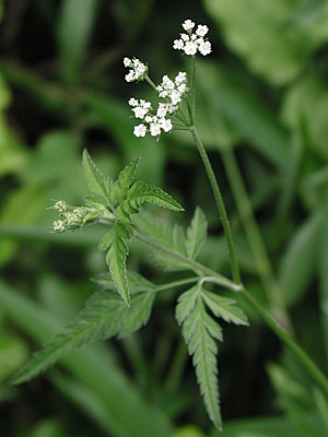 ���u�W���~