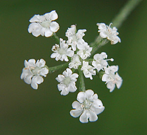 ���u�W���~