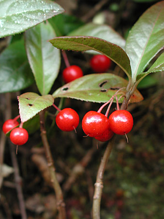 ���u�R�E�W