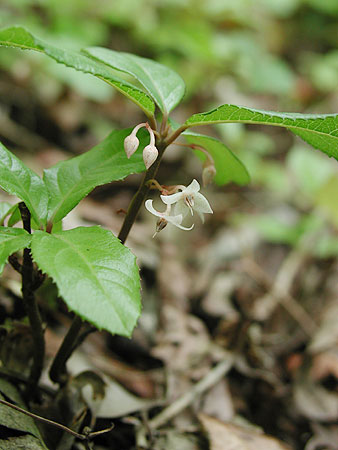 ���u�R�E�W